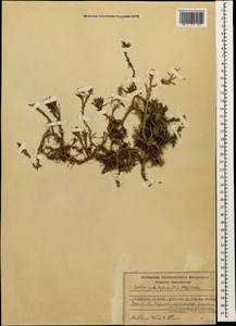 Petrosedum subulatum (C. A. Mey.) Afferni, Кавказ, Северная Осетия, Ингушетия и Чечня (K1c) (Россия)