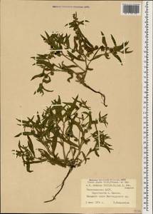 Нонея каспийская (Willd.) G. Don, Кавказ, Азербайджан (K6) (Азербайджан)