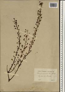 Verbascum germaniciae Hausskn., Зарубежная Азия (ASIA) (Турция)
