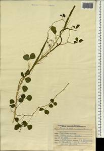 Rhynchosia minima (L.)DC., Зарубежная Азия (ASIA) (Индия)