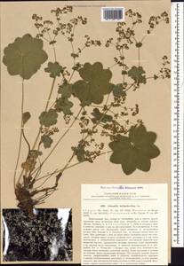 Alchemilla hirtipedicellata Juz., Кавказ, Грузия (K4) (Грузия)