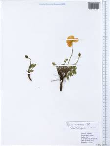 Oreomecon pseudocanescens (Popov) Galasso, Banfi & Bartolucci, Зарубежная Азия (ASIA) (КНР)