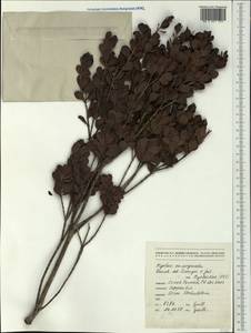 Uromyrtus emarginatus (Panch. ex Brongn. & Gris) Burret, Австралия и Океания (AUSTR) (Новая Каледония)