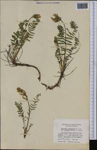 Oxytropis campestris subsp. sordida (Willd.)C.Hartm., Западная Европа (EUR) (Финляндия)
