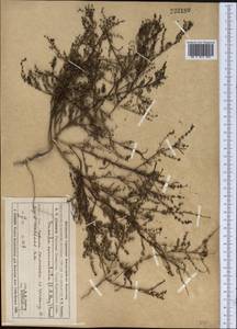 Сведа рожконосная (C. A. Mey.) Bunge, Средняя Азия и Казахстан, Муюнкумы, Прибалхашье и Бетпак-Дала (M9) (Казахстан)