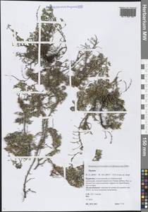 Чабрец, Сибирь, Прибайкалье и Забайкалье (S4) (Россия)