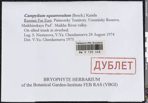 Campylophyllopsis squarrosula (Besch. & Cardot) Ignatov, Гербарий мохообразных, Мхи - Дальний Восток (без Чукотки и Камчатки) (B20) (Россия)