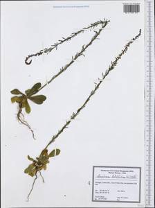 Anarrhinum bellidifolium (L.) Willd., Западная Европа (EUR) (Франция)