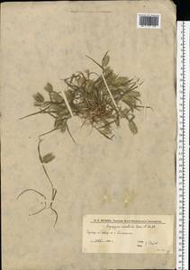 Мортук восточный (L.) Jaub. & Spach, Восточная Европа, Нижневолжский район (E9) (Россия)