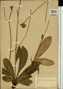 Trommsdorffia maculata (L.) Bernh., Восточная Европа, Центральный лесной район (E5) (Россия)