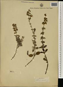 Salvia africana-lutea L., Африка (AFR) (Неизвестно)
