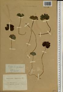 Coptidium lapponicum (L.) Á. Löve & D. Löve, Сибирь, Алтай и Саяны (S2) (Россия)