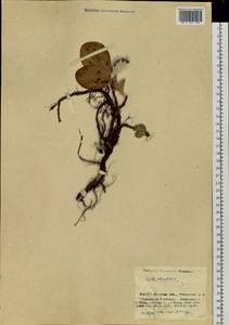 Ива сетчатая L., Сибирь, Прибайкалье и Забайкалье (S4) (Россия)