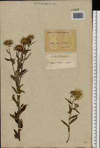 Pentanema britannicum (L.) D. Gut. Larr., Santos-Vicente, Anderb., E. Rico & M. M. Mart. Ort., Восточная Европа, Северо-Украинский район (E11) (Украина)