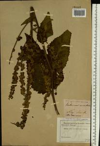 Verbascum chaixii subsp. orientale (M. Bieb.) Hayek, Восточная Европа, Северо-Украинский район (E11) (Украина)