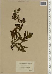 Anchusa undulata L., Зарубежная Азия (ASIA) (Турция)