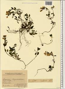 Scutellaria pontica K.Koch, Кавказ, Абхазия (K4a) (Абхазия)