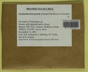 Glyphotheciopsis gracilis (Hampe) N. Pedersen & A.E. Newton, Гербарий мохообразных, Мхи - Америка (BAm) (Чили)