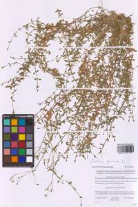 Звездчатка злаковая, Звездчатка злаковидная L., Восточная Европа, Московская область и Москва (E4a) (Россия)