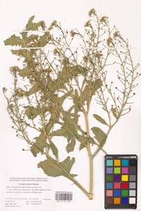 Катран татарский Sebeók, Восточная Европа, Нижневолжский район (E9) (Россия)