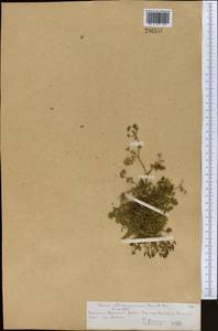 Vicatia coniifolia Wall. ex DC., Средняя Азия и Казахстан, Северный и Центральный Тянь-Шань (M4) (Казахстан)