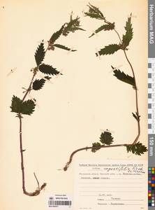 Urtica dioica var. holosericea Fr., Сибирь, Чукотка и Камчатка (S7) (Россия)