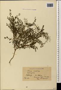Горошек чечевицеобразный (L.)Willd., Кавказ, Азербайджан (K6) (Азербайджан)