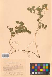 Lathyrus japonicus var. maritimus (L.) J.T.Kartesz & Gandhi, Сибирь, Дальний Восток (S6) (Россия)