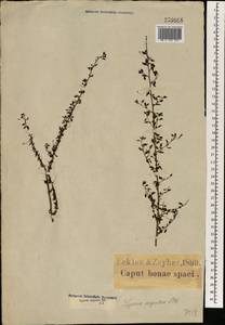 Jamesbrittenia argentea (L. fil.) O.M. Hilliard, Африка (AFR) (ЮАР)