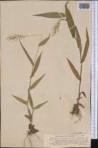 Panicum polyanthes Schult., Америка (AMER) (США)