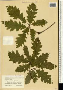 Дуб скальный (Matt.) Liebl., Крым (KRYM) (Россия)