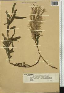 Chamaenerion angustifolium subsp. angustifolium, Западная Европа (EUR) (Польша)