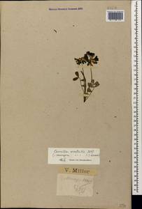 Coronilla orientalis, Кавказ, Краснодарский край и Адыгея (K1a) (Россия)