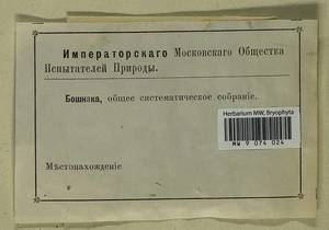 Polytrichum piliferum Hedw., Гербарий мохообразных, Мхи - Москва и Московская область (B6a) (Россия)