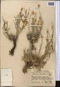 Наголоватка Крашенинникова Iljin, Средняя Азия и Казахстан, Муюнкумы, Прибалхашье и Бетпак-Дала (M9) (Казахстан)