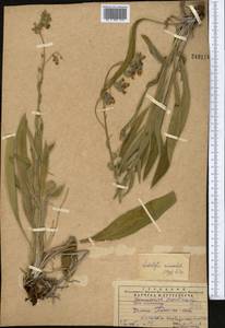 Lindelofia anchusoides subsp. anchusoides, Средняя Азия и Казахстан, Западный Тянь-Шань и Каратау (M3) (Казахстан)