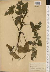 Пастернак посевной L., Восточная Европа, Центральный лесостепной район (E6) (Россия)