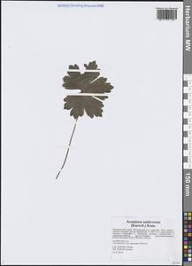 Борец тенелюбивый (Korsh.) Kom., Сибирь, Дальний Восток (S6) (Россия)