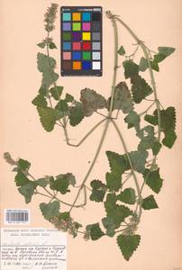 Котовник кошачий L., Восточная Европа, Московская область и Москва (E4a) (Россия)