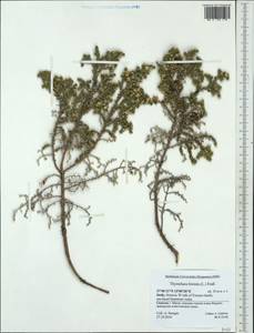 Thymelaea hirsuta (L.) Endl., Западная Европа (EUR) (Италия)