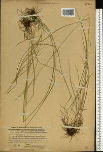 Lolium pratense (Huds.) Darbysh., Восточная Европа, Центральный лесной район (E5) (Россия)