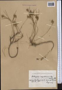 Astragalus mugosaricus Bunge, Средняя Азия и Казахстан, Прикаспийский Устюрт и Северное Приаралье (M8) (Казахстан)