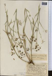 Володушка высокая M.Bieb., Средняя Азия и Казахстан, Западный Тянь-Шань и Каратау (M3) (Казахстан)