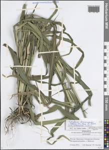 Sorghum bicolor notho subsp. drummondii (Nees ex Steud.) de Wet ex Davidse, Восточная Европа, Средневолжский район (E8) (Россия)