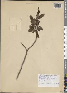 Ива пятитычинковая  L., Кавказ, Северная Осетия, Ингушетия и Чечня (K1c) (Россия)