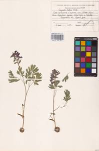 Хохлатка плотная (L.) Clairv., Восточная Европа, Восточный район (E10) (Россия)