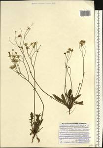 Crepis sancta subsp. sancta, Восточная Европа, Нижневолжский район (E9) (Россия)