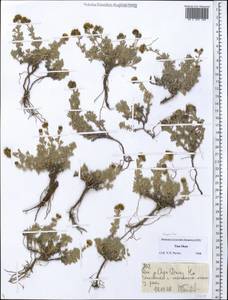 Asteraceae, Средняя Азия и Казахстан, Северный и Центральный Тянь-Шань (M4) (Киргизия)