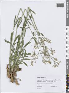 Смолевка поникшая L., Сибирь, Западная Сибирь (S1) (Россия)