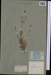 Lavandula latifolia Medik., Западная Европа (EUR) (Неизвестно)